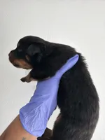 Gotti, a male Rottweiler for sale in Decatur, IL – 2 of 4