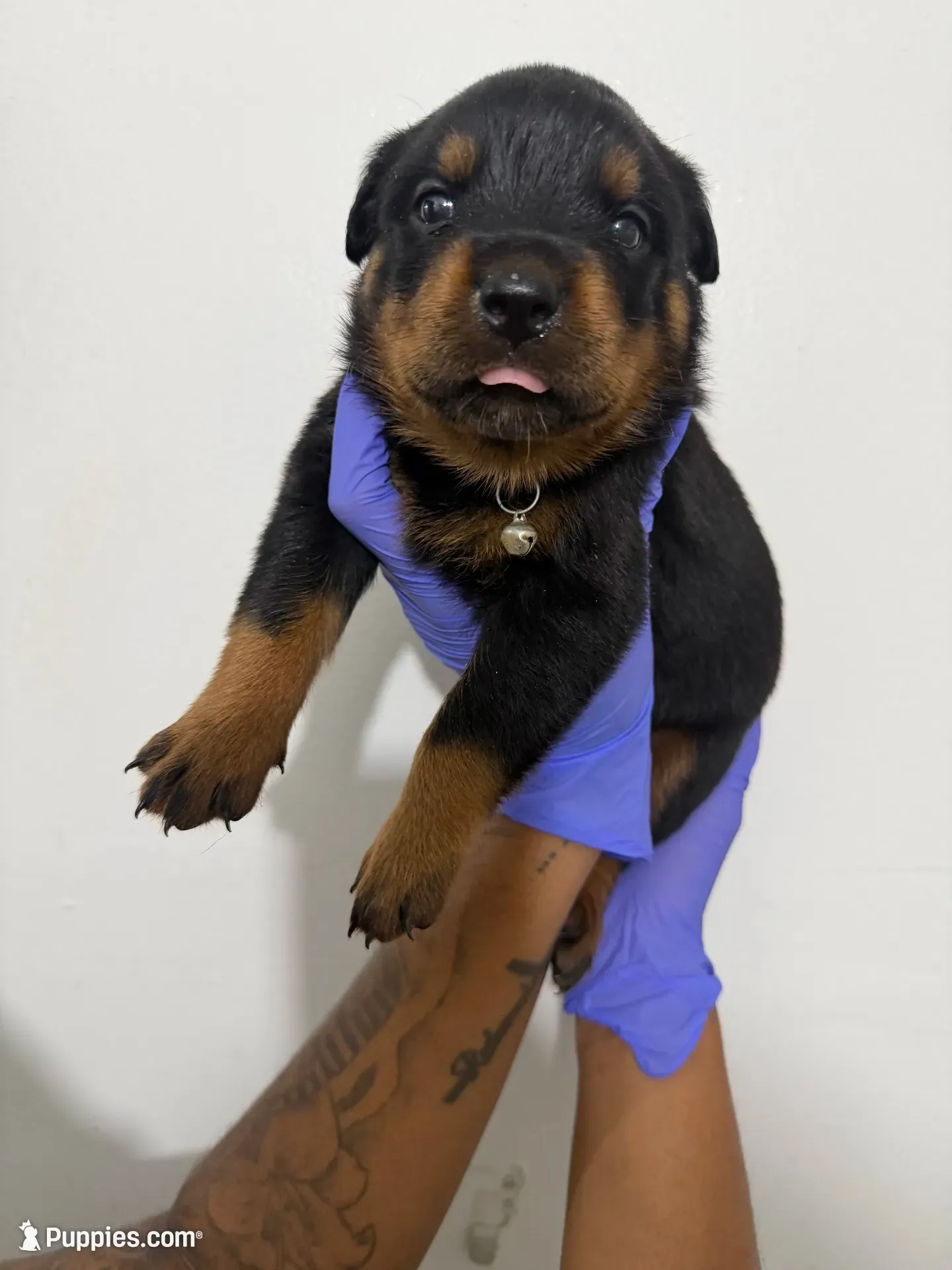 Black, a male Rottweiler for sale in Decatur, IL – 1 of 7