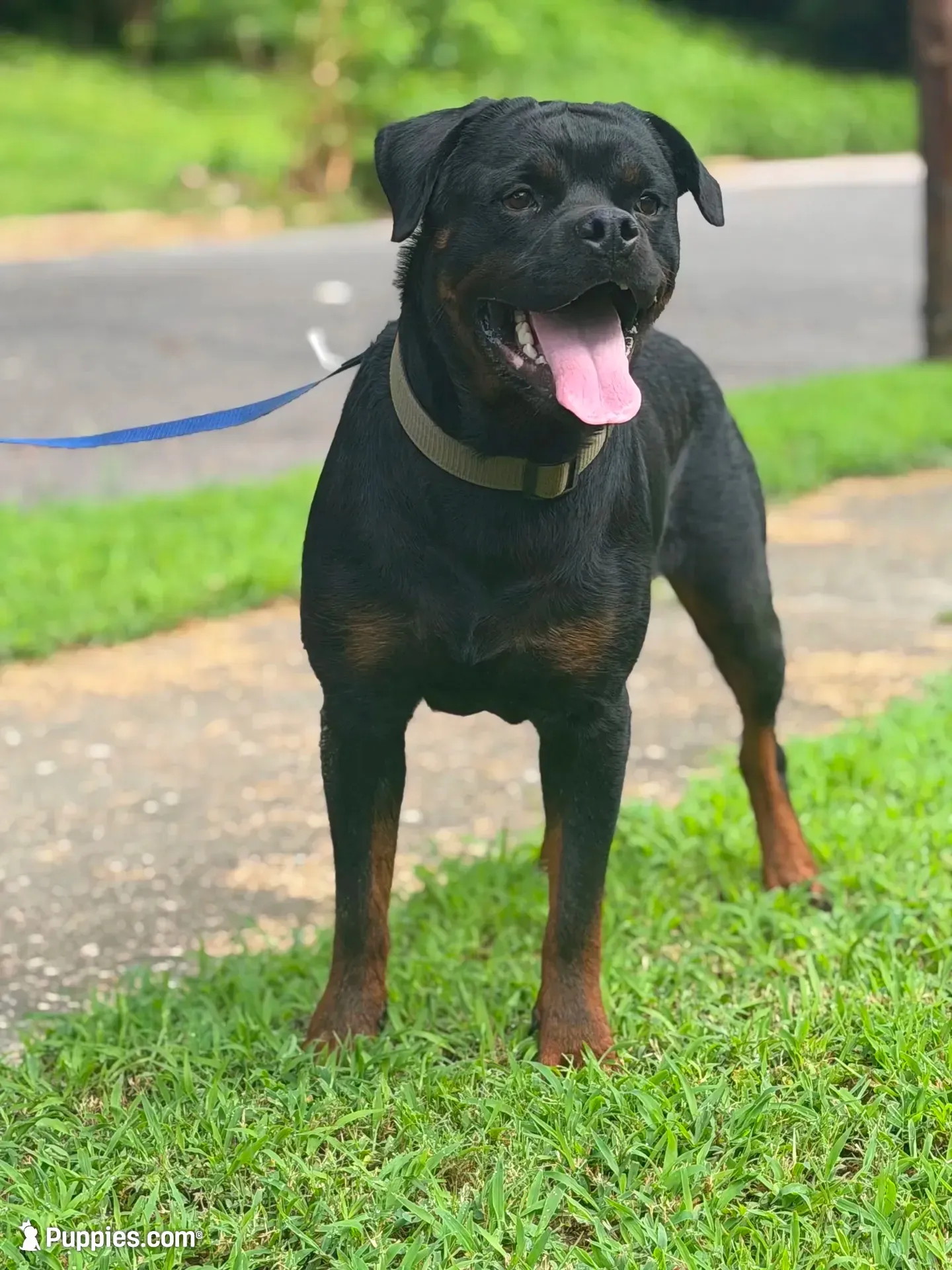 Blue, a male Rottweiler for sale in Decatur, IL – 5 of 8