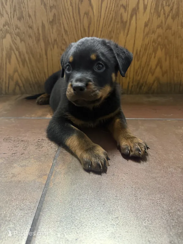 Green – Rottweiler puppy for sale in Decatur, IL