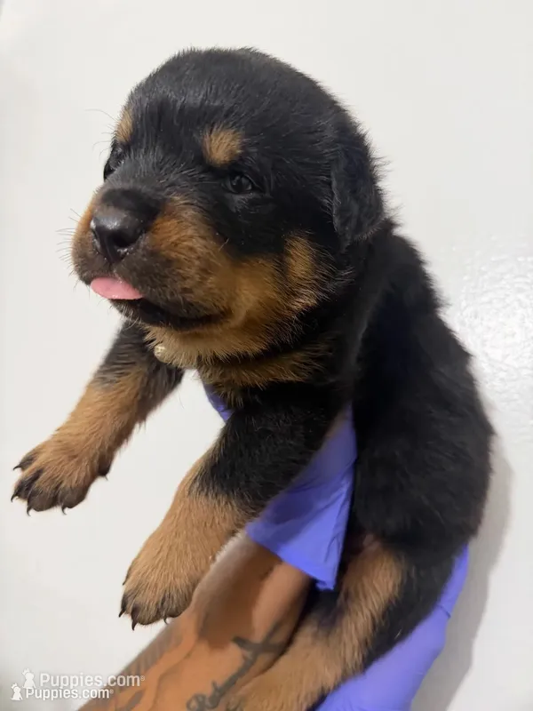 Big  Red – Rottweiler puppy for sale in Decatur, IL