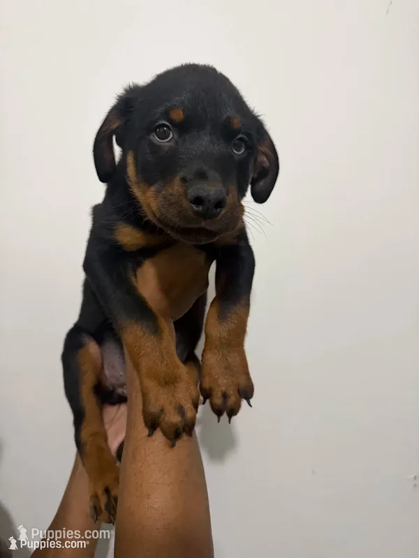 Red – Rottweiler puppy for sale in Decatur, IL