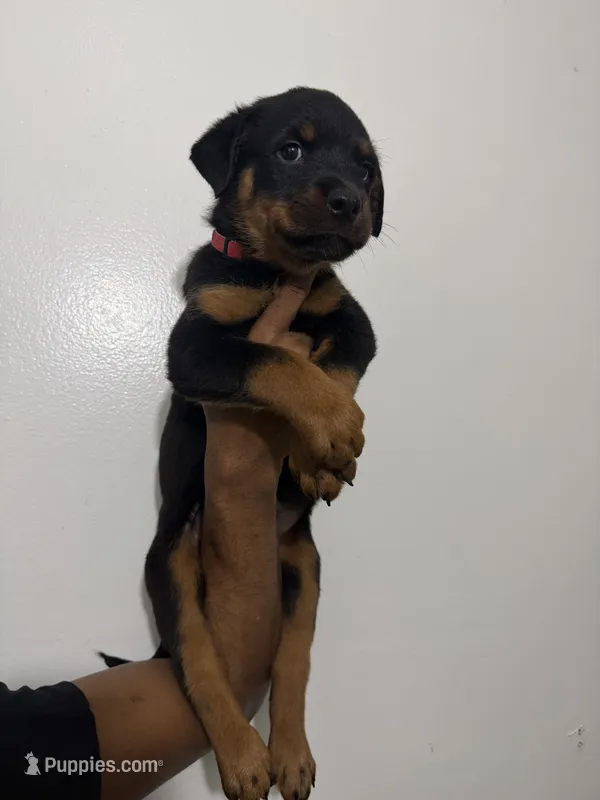 Red – Rottweiler puppy for sale in Decatur, IL