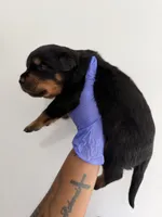 Pooh, a male Rottweiler for sale in Decatur, IL – 3 of 3