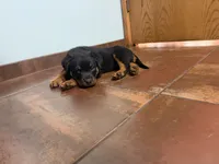 Red, a male Rottweiler for sale in Decatur, IL – 5 of 6