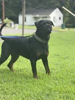 Green, a male Rottweiler for sale in Decatur, IL – 7 of 8