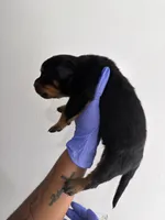 Ja , a male Rottweiler for sale in Decatur, IL – 2 of 3