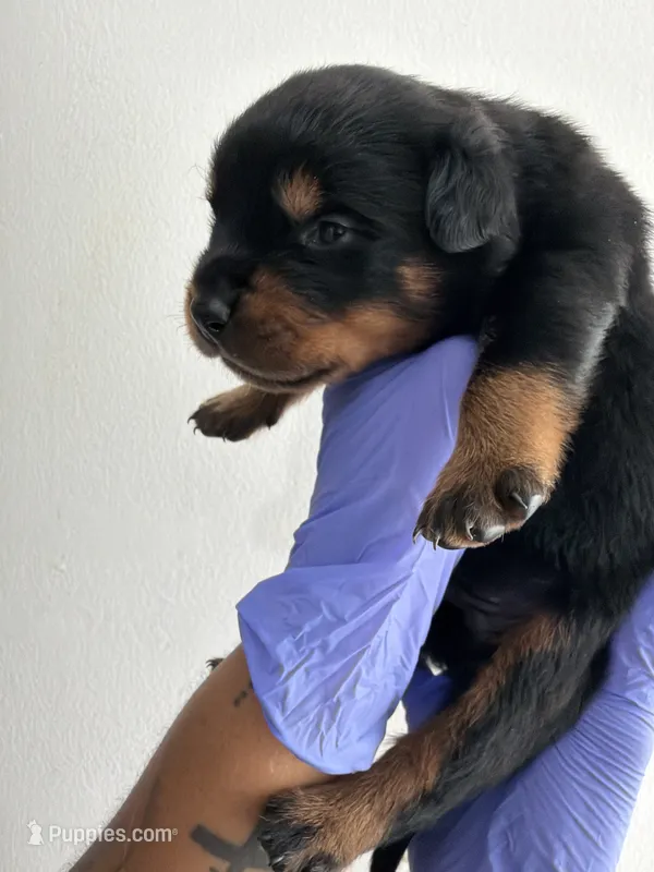 Ja  – Rottweiler puppy for sale in Decatur, IL