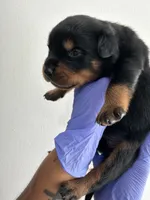 Ja , a male Rottweiler for sale in Decatur, IL – 1 of 3