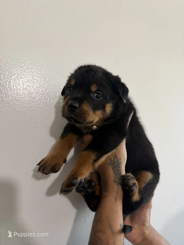 Blue – Rottweiler puppy for sale in Decatur, IL