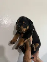 Blue, a male Rottweiler for sale in Decatur, IL – 5 of 8