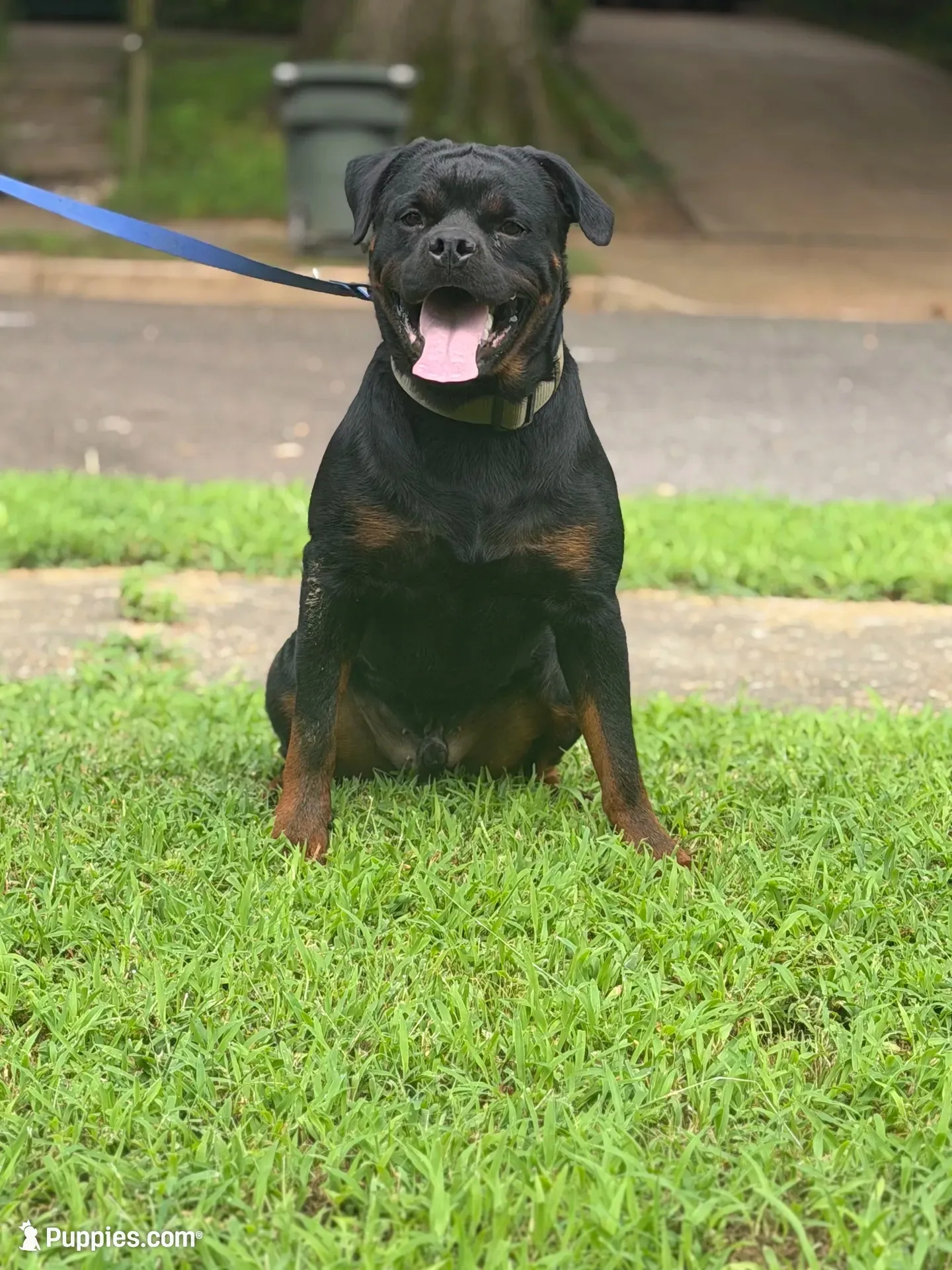 Blue, a male Rottweiler for sale in Decatur, IL – 8 of 8