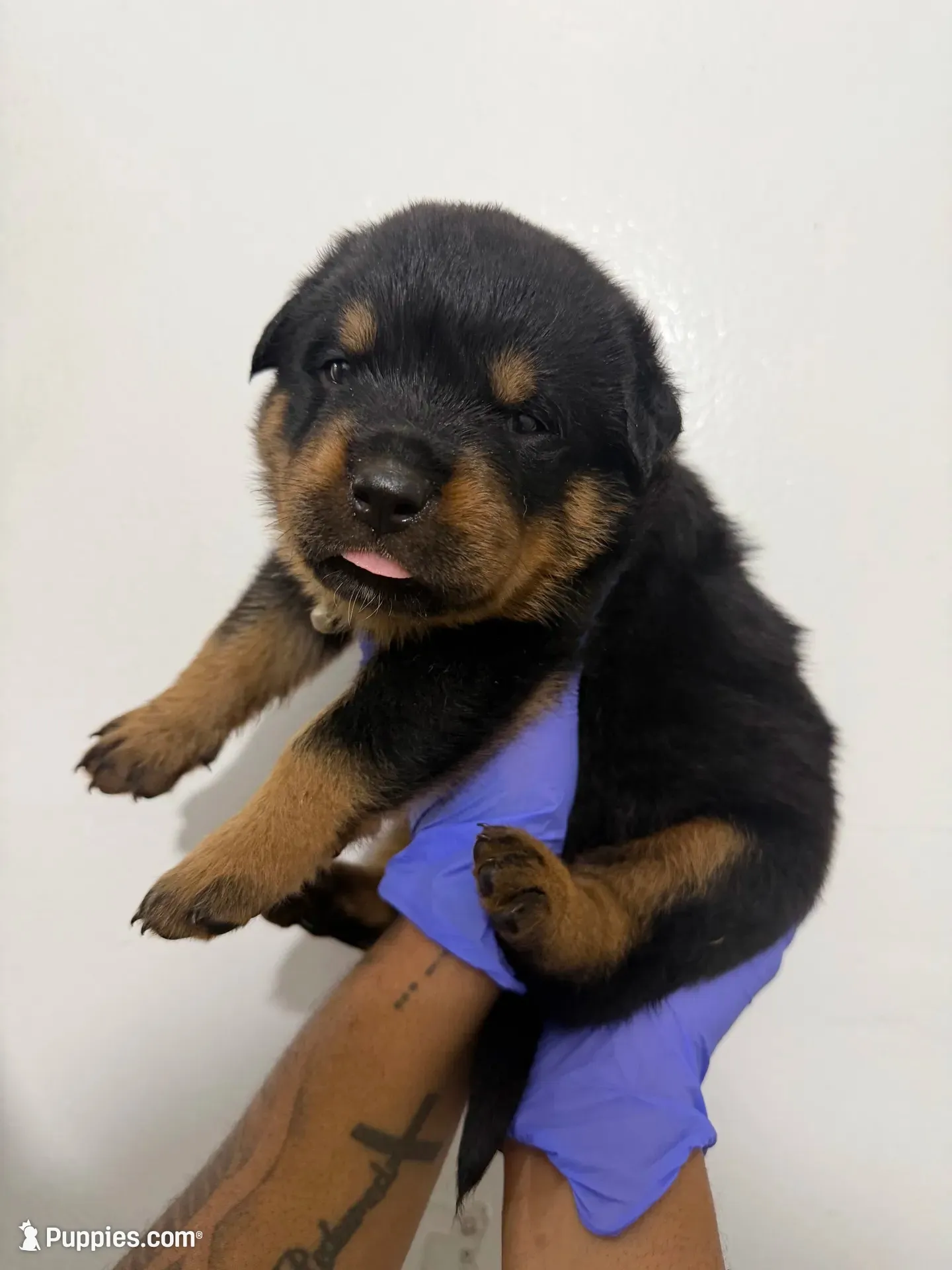 Big  Red, a male Rottweiler for sale in Decatur, IL – 2 of 8