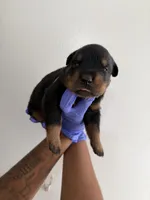 Pooh, a male Rottweiler for sale in Decatur, IL – 2 of 3