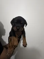 Blue, a male Rottweiler for sale in Decatur, IL – 4 of 8