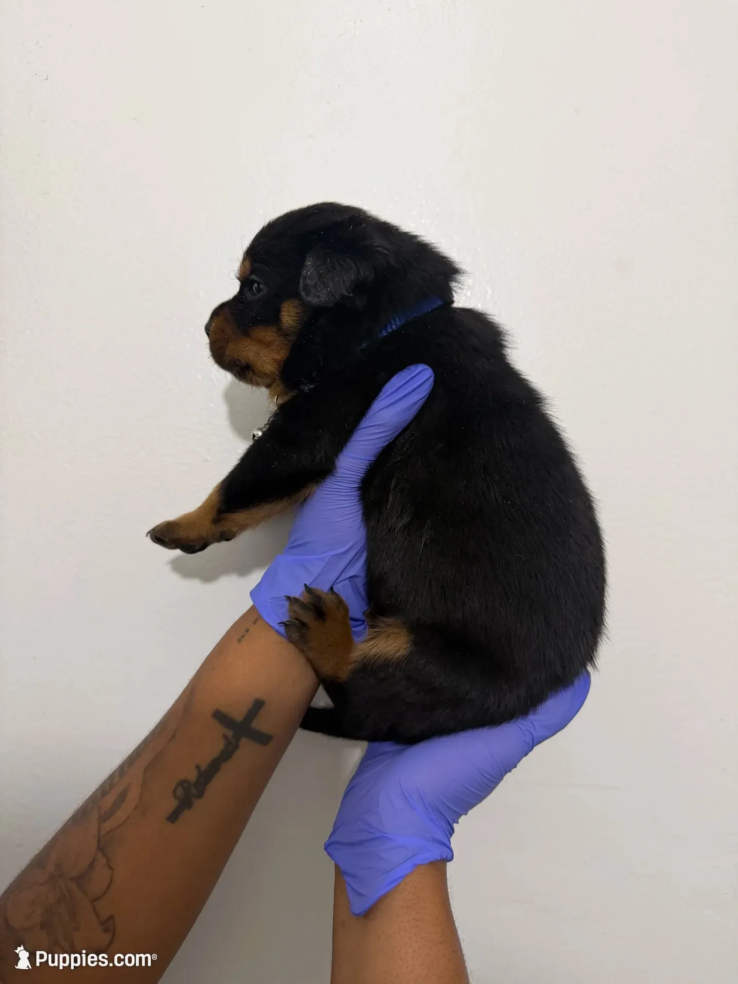 Blue, a male Rottweiler for sale in Decatur, IL – 3 of 8