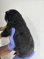 Big 30, a male Rottweiler for sale in Decatur, IL – 4 of 5
