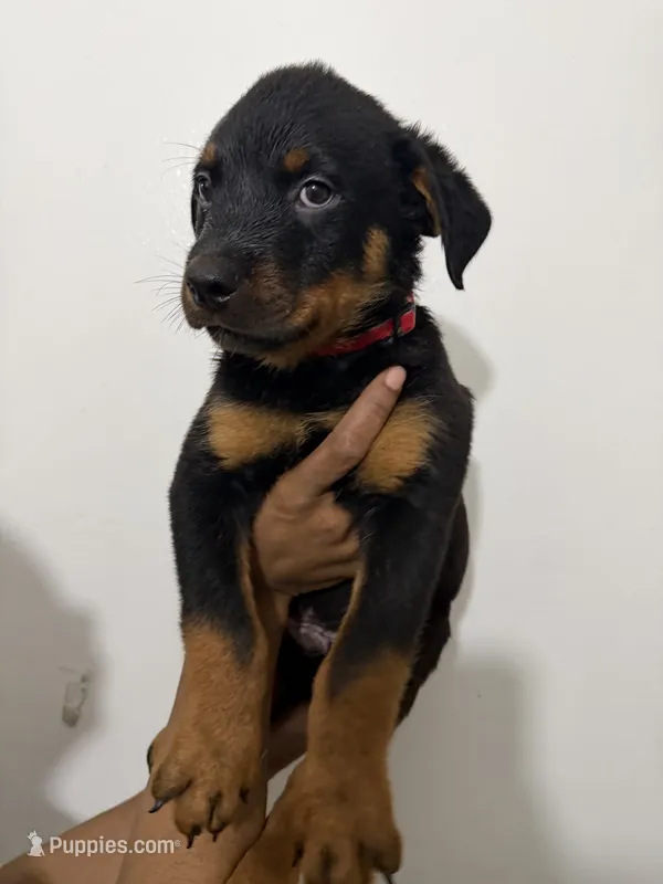 Red – Rottweiler puppy for sale in Decatur, IL