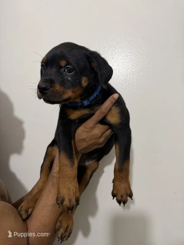 Blue – Rottweiler puppy for sale in Decatur, IL