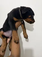 Black, a male Rottweiler for sale in Decatur, IL – 3 of 6