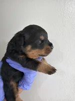 Big 30, a male Rottweiler for sale in Decatur, IL – 5 of 5