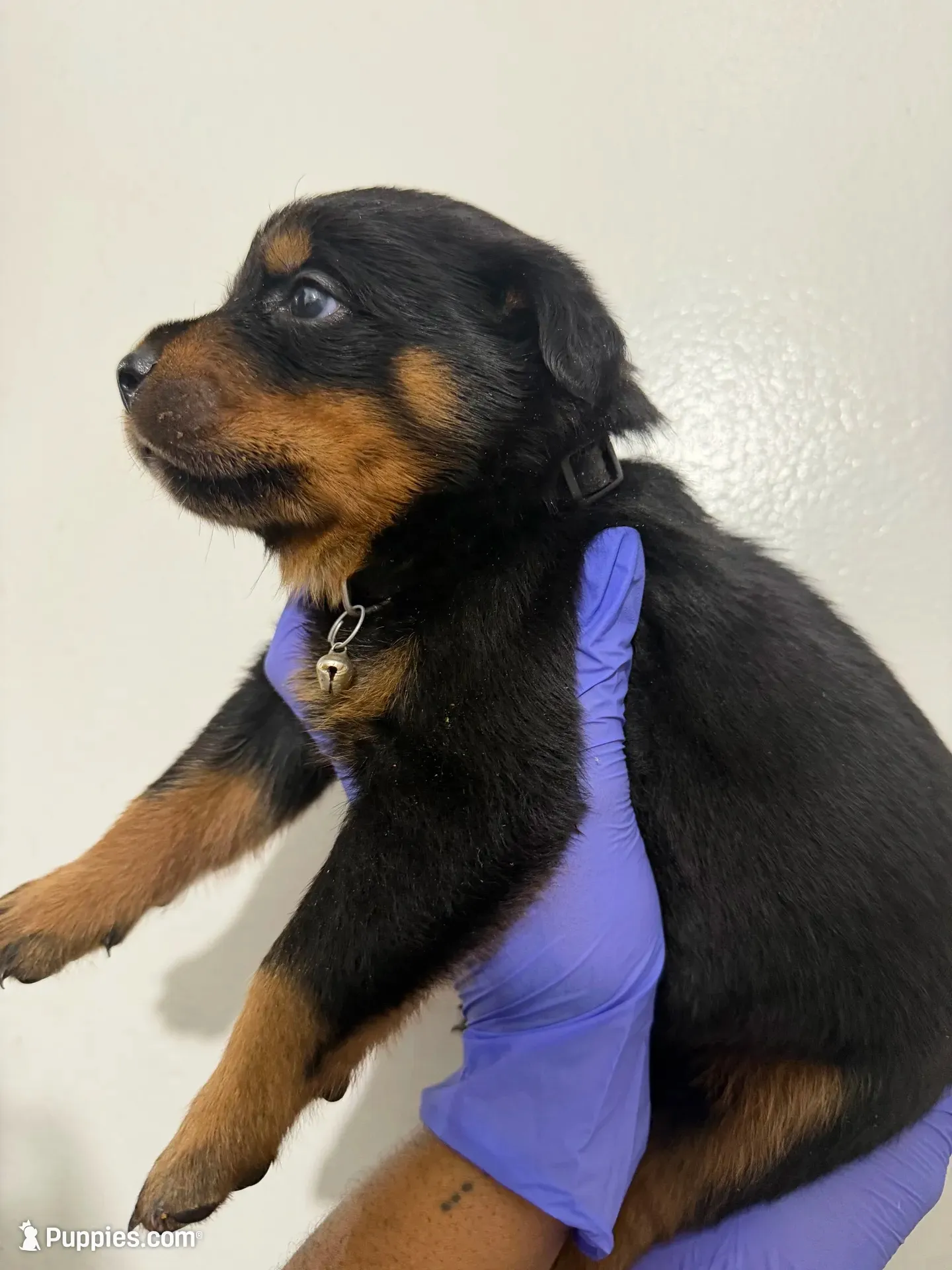 Black, a male Rottweiler for sale in Decatur, IL – 3 of 7