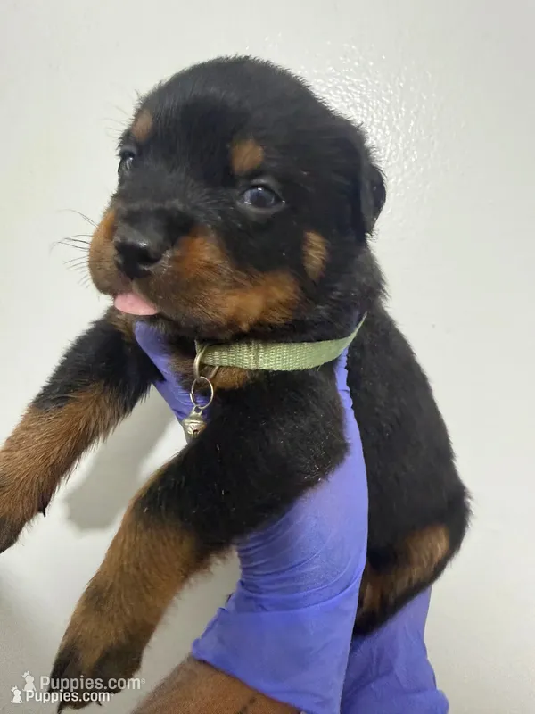 Green – Rottweiler puppy for sale in Decatur, IL