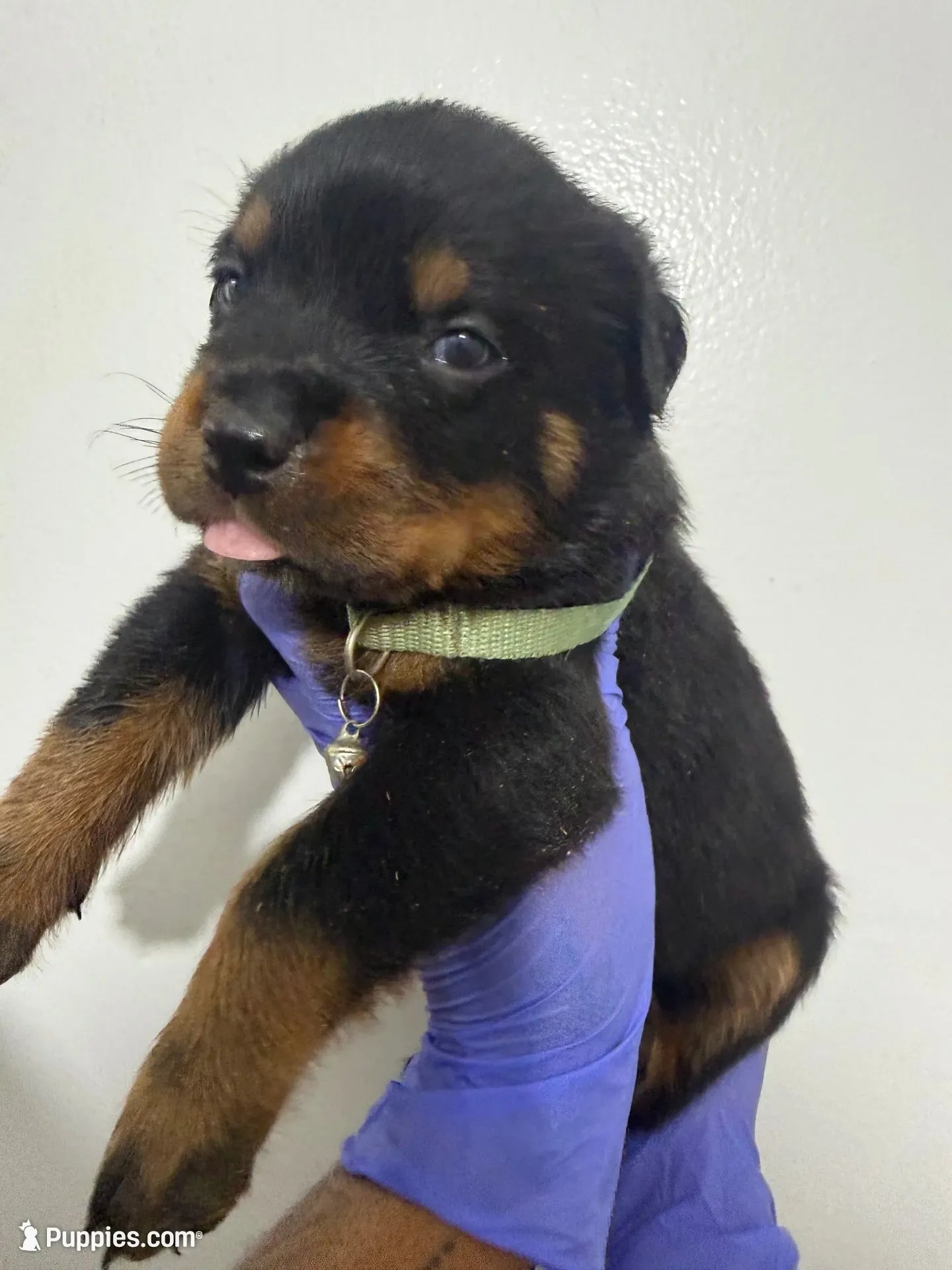 Green, a male Rottweiler for sale in Decatur, IL – 1 of 8