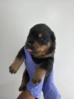 Big 30, a male Rottweiler for sale in Decatur, IL – 2 of 5