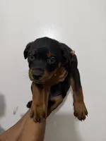 Black, a male Rottweiler for sale in Decatur, IL – 2 of 6