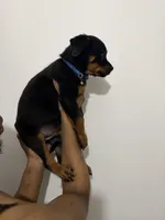 Blue, a male Rottweiler for sale in Decatur, IL – 3 of 8