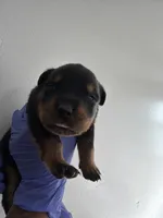 Ja , a male Rottweiler for sale in Decatur, IL – 3 of 3