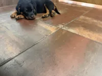 Red, a male Rottweiler for sale in Decatur, IL – 4 of 6