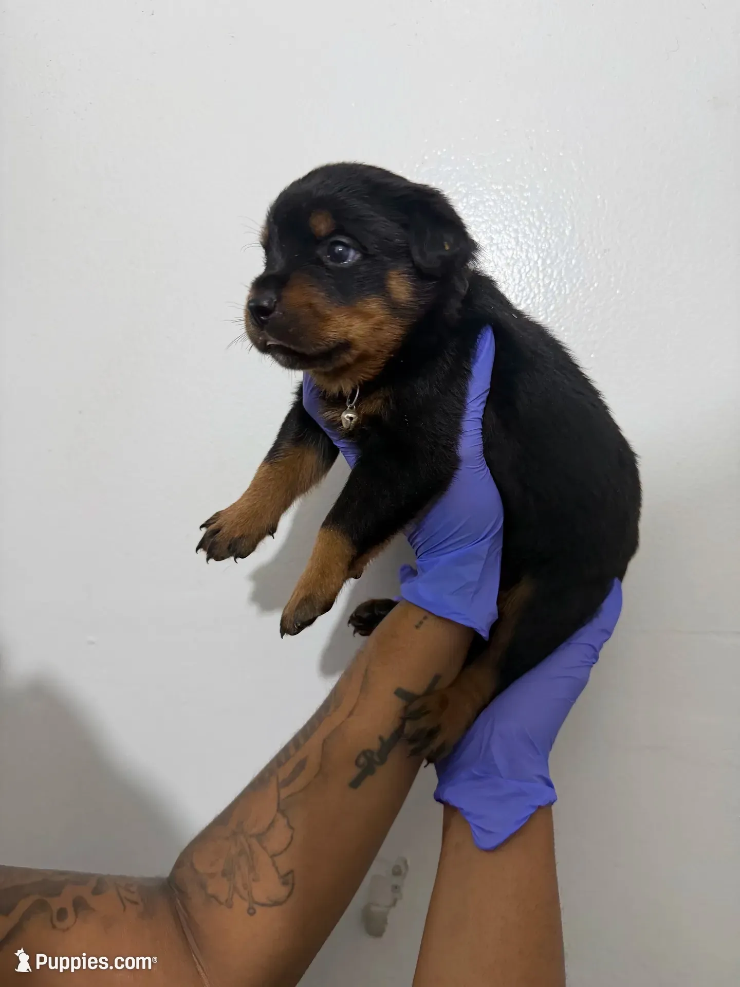 Black, a male Rottweiler for sale in Decatur, IL – 2 of 7