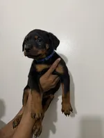 Blue, a male Rottweiler for sale in Decatur, IL – 2 of 8
