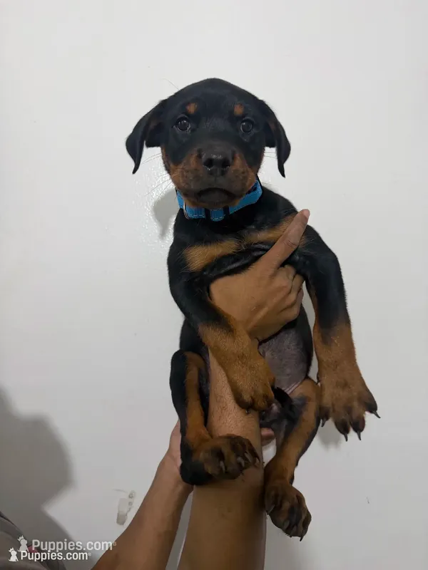 Blue – Rottweiler puppy for sale in Decatur, IL