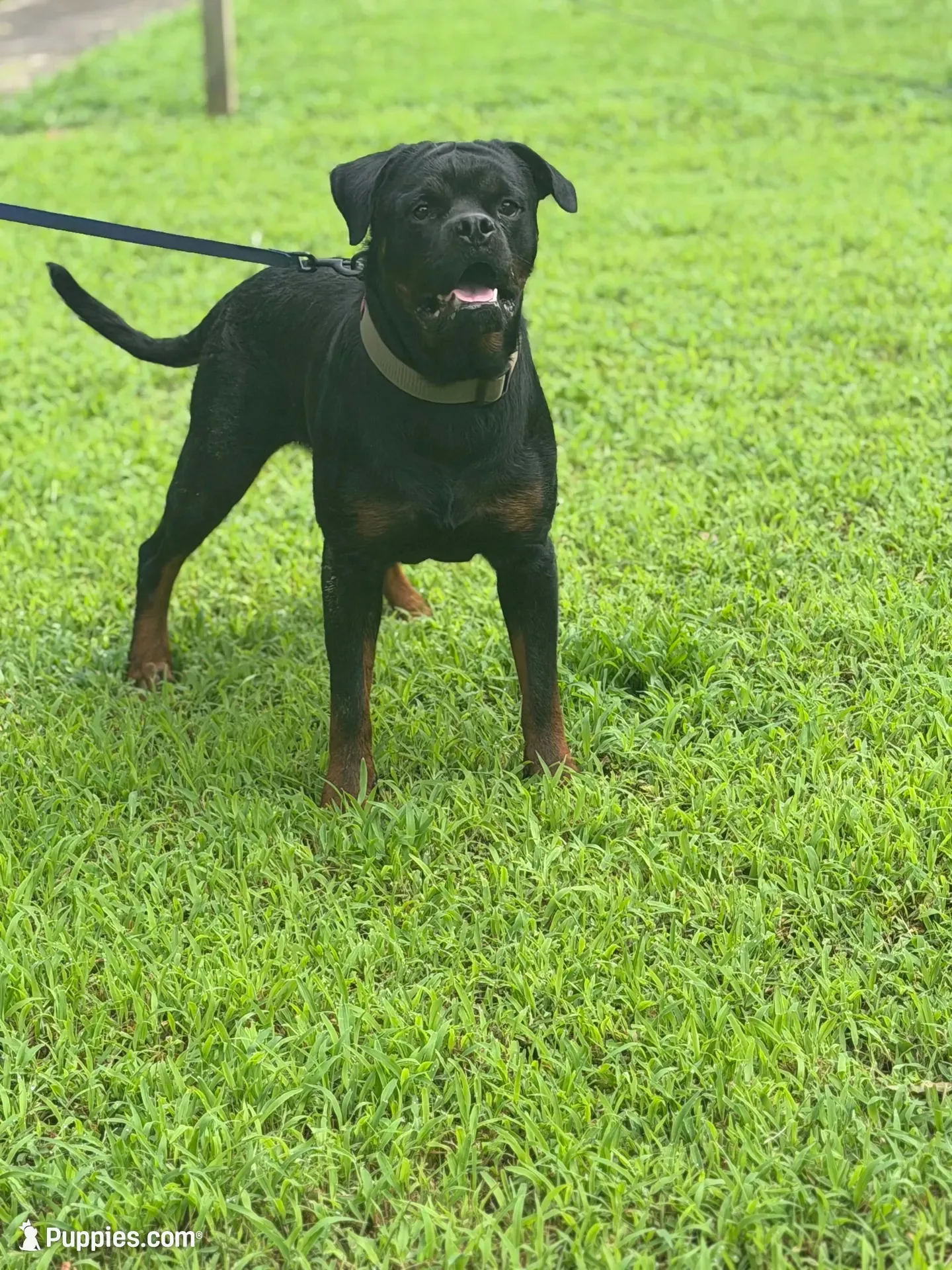 Black, a male Rottweiler for sale in Decatur, IL – 5 of 7