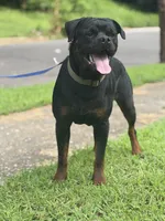 Green, a male Rottweiler for sale in Decatur, IL – 5 of 8