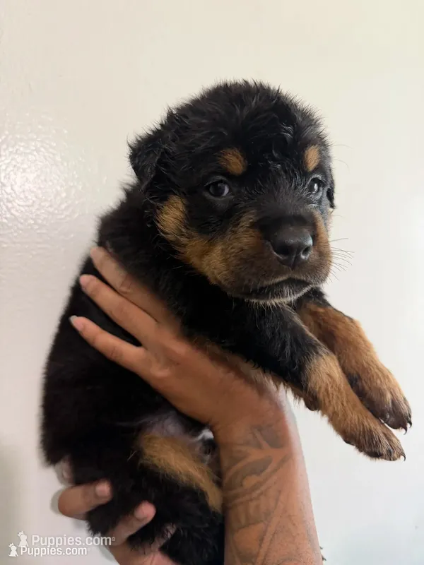Big  Red – Rottweiler puppy for sale in Decatur, IL