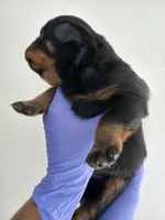 Gotti, a male Rottweiler for sale in Decatur, IL – 3 of 4