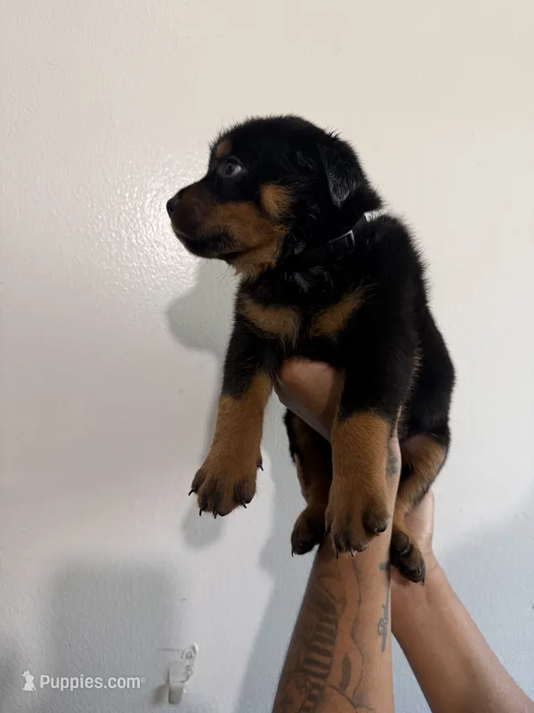 Black – Rottweiler puppy for sale in Decatur, IL