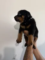 Black, a male Rottweiler for sale in Decatur, IL – 4 of 6