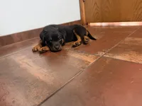 Red, a male Rottweiler for sale in Decatur, IL – 6 of 6