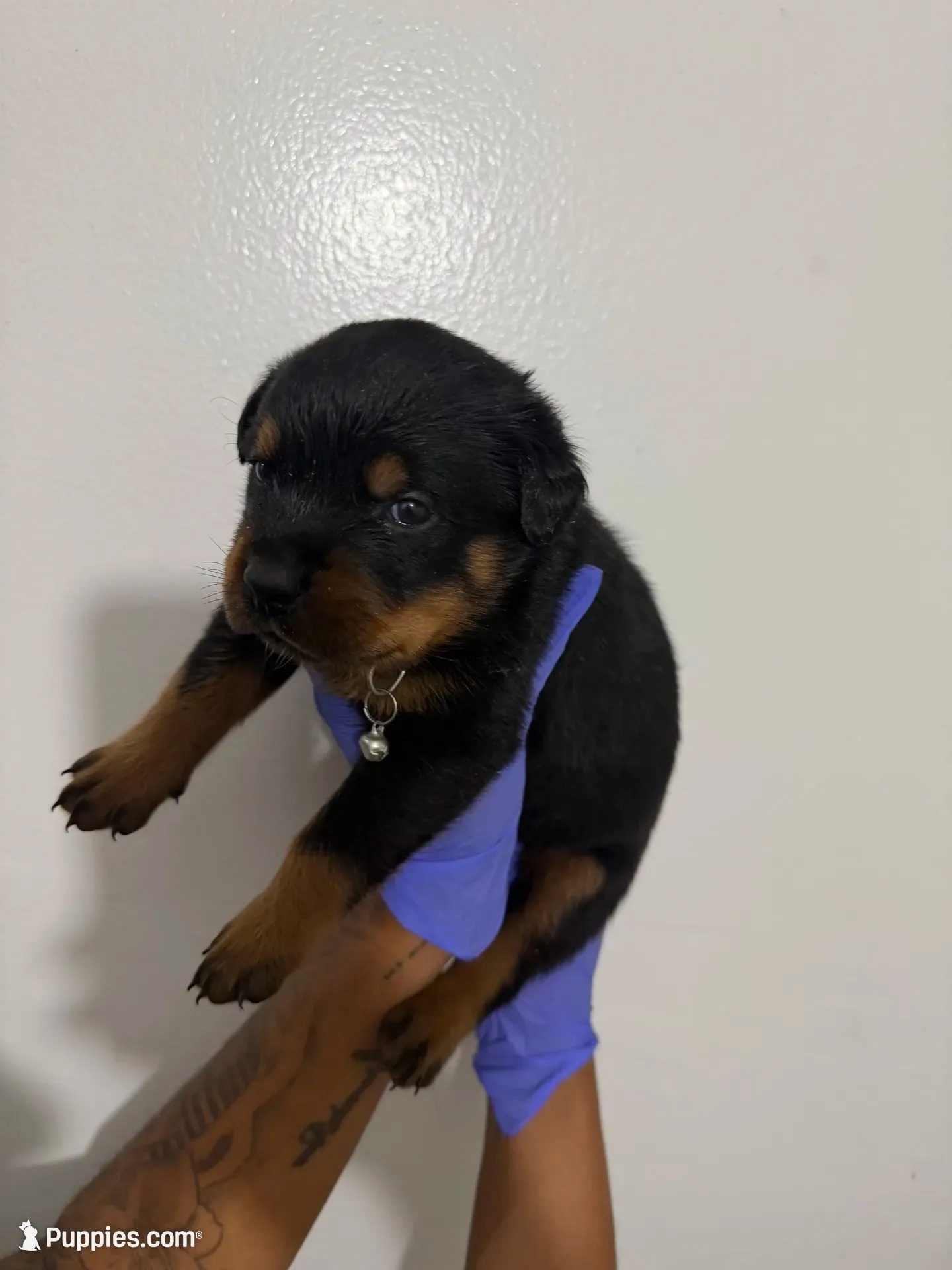 Blue, a male Rottweiler for sale in Decatur, IL – 2 of 8