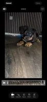 Red, a male Rottweiler for sale in Decatur, IL – 3 of 6