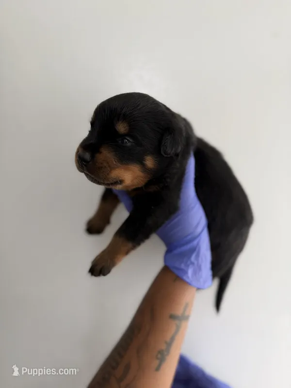 Pooh – Rottweiler puppy for sale in Decatur, IL