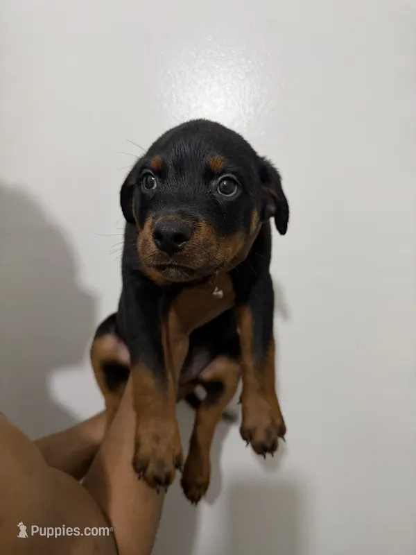 Black – Rottweiler puppy for sale in Decatur, IL
