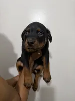 Black, a male Rottweiler for sale in Decatur, IL – 1 of 6