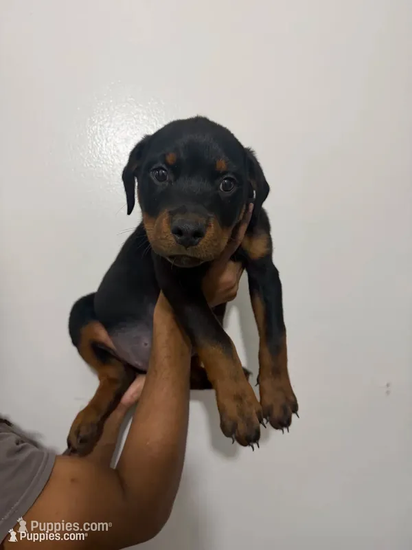 Black – Rottweiler puppy for sale in Decatur, IL