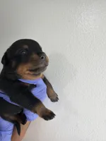 Gotti, a male Rottweiler for sale in Decatur, IL – 1 of 4